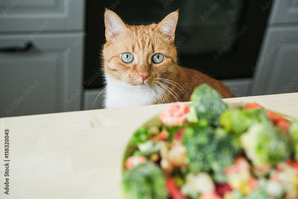 Naklejka premium Red cat looking at raw vegetables.