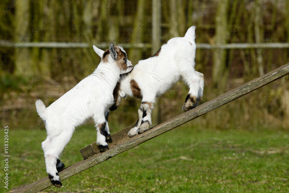 Obraz premium goat kid standing on wooden scaffolding