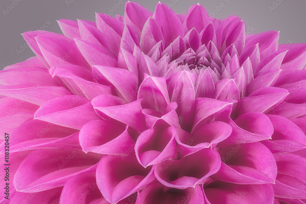 Purple flower petals, close up and macro of chrysanthemum, beautiful abstract background