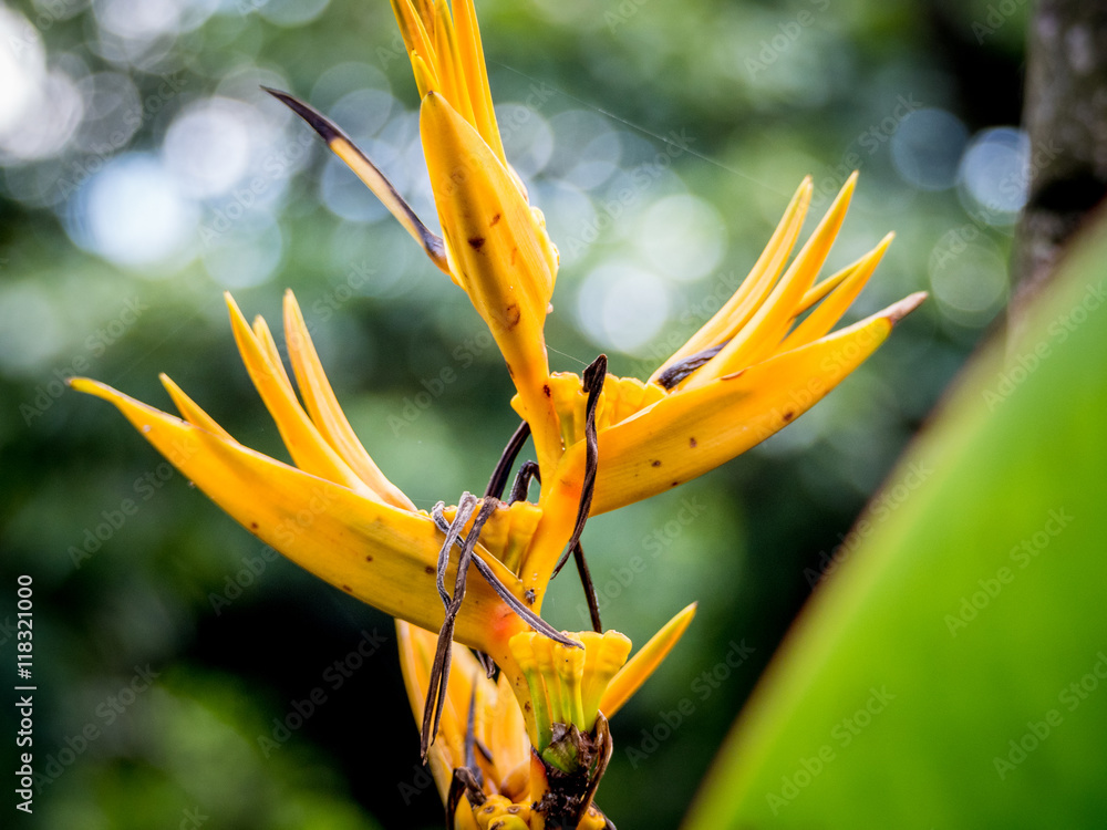bird of paradise Beautiful red flower Strelitzia Reginae bird of paradise Beautiful red flower Strelitzia Reginae