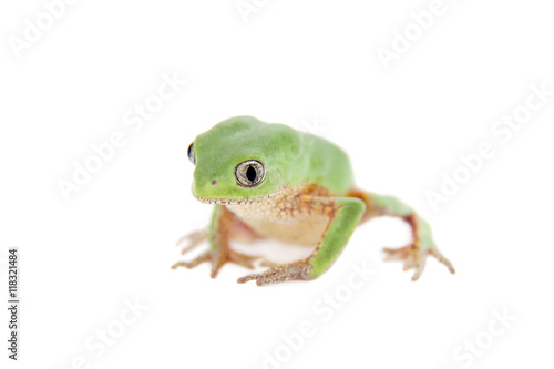 Walking leaf frog on white