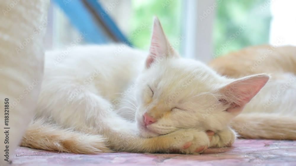 cute pet white kitten sleeping on a table slow motion video cute pet white kitten sleeping on a table slow motion video