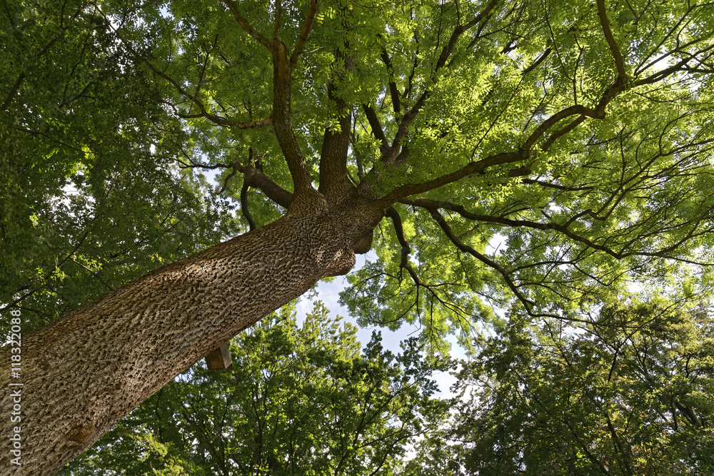 Fototapeta premium forest