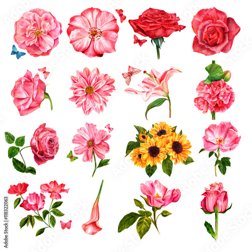 Set of many different watercolor flowers, hand painted on white