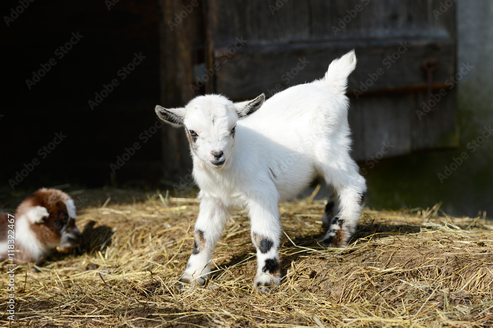 white goat kid standing on straw