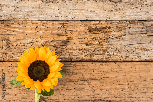 Fototapeta Naklejka Na Ścianę i Meble -  Gartenblume Sonnenblume auf Holz