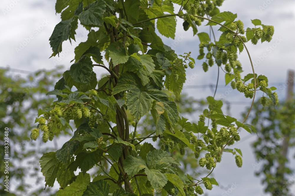 hop field hop field
