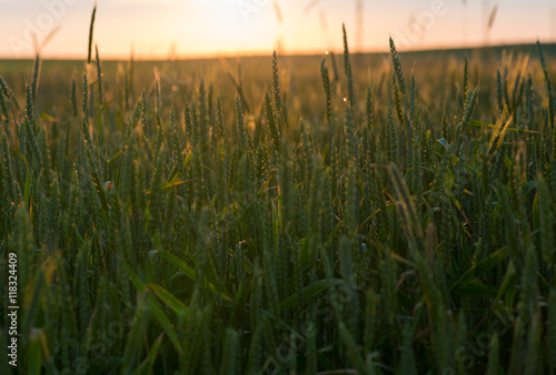 Field of wheat at sunset. Seasonal background