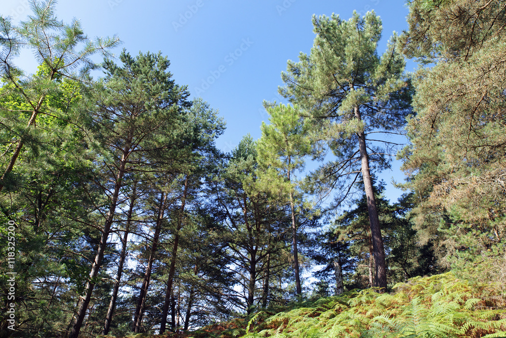forêt de Pins et fougères forêt de Pins et fougères