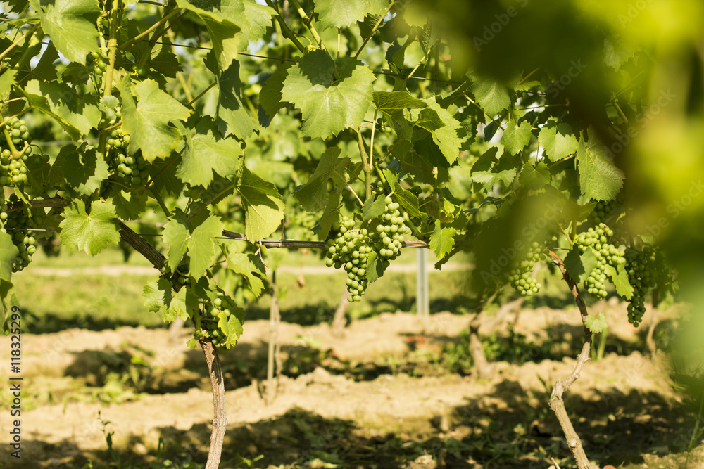 Vineyards./Vineyards