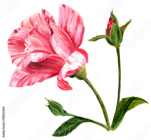 Vector watercolor pink rose, vintage style, on white