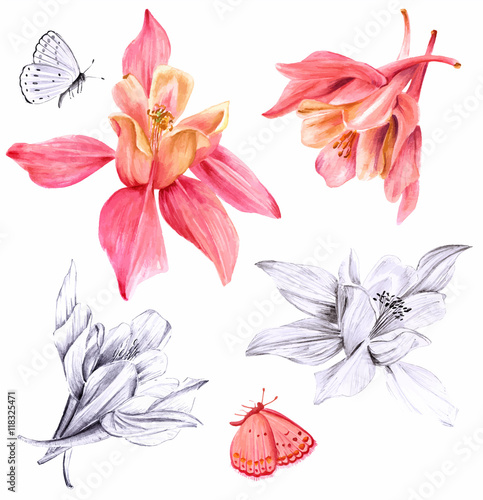 Vector watercolor and pencil fuchsias and butterflies set