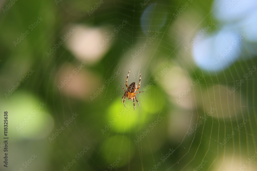 Araignée sur sa toile Araignée sur sa toile