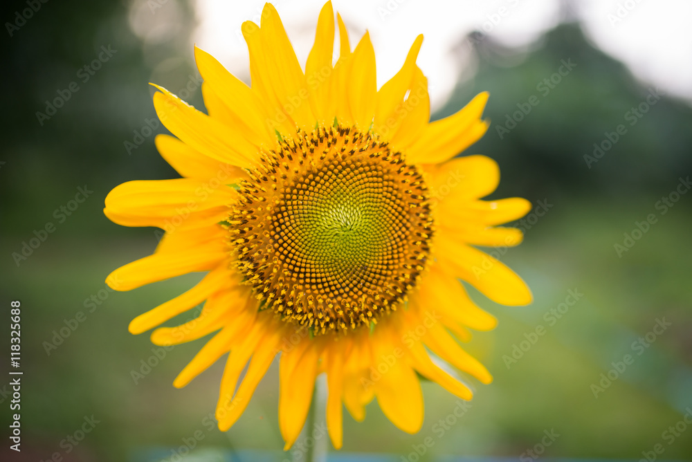 sunflower sunflower