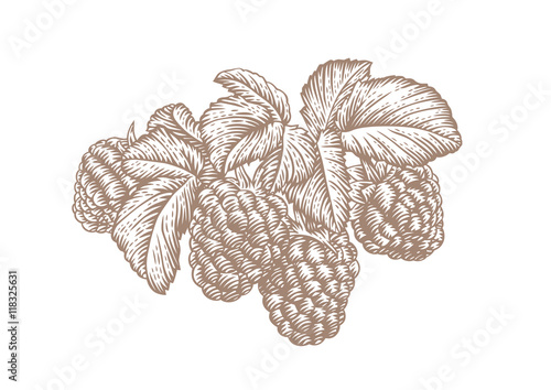 Branch of raspberry