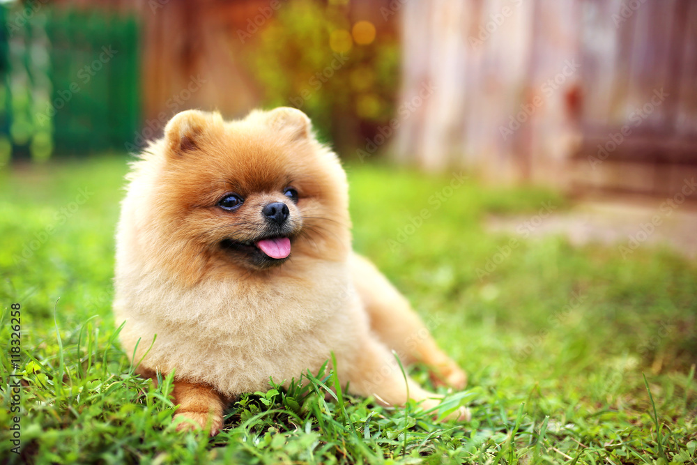 Pomeranian dog on a walk. Dog outdoor. Beautiful dog. Dog out of town Pomeranian dog on a walk. Dog outdoor. Beautiful dog. Dog out of town