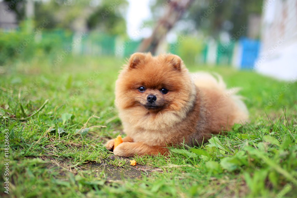 Pomeranian dog eat carrot. Dog outdoor. Beautiful and clever pomeranian dog