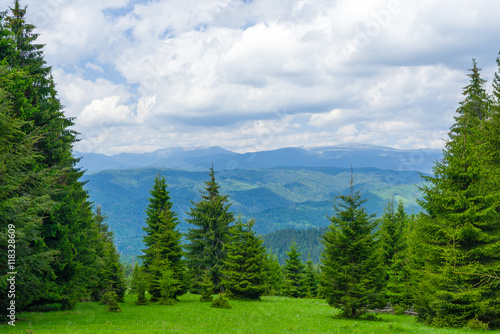 Pine Tree Forrest in the Montains