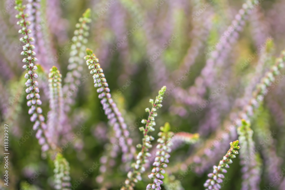 heather blossoms close up blurred background heather blossoms close up blurred background