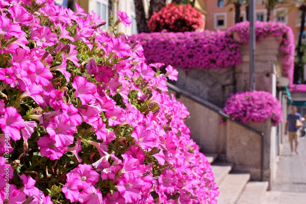 Bordure con piante fiorite di petunie in una via di città in Italia