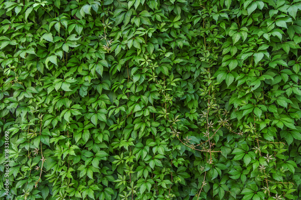 Obraz premium Green ivy creeper wall background