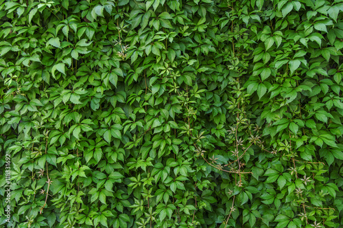 Green ivy creeper wall background © bennian_1