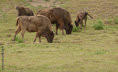 photo of adult and young American Bison grazing