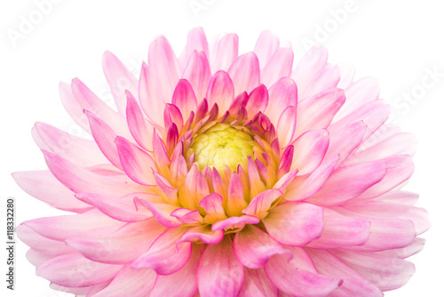 Fototapeta Naklejka Na Ścianę i Meble -  pink chrysanthemum