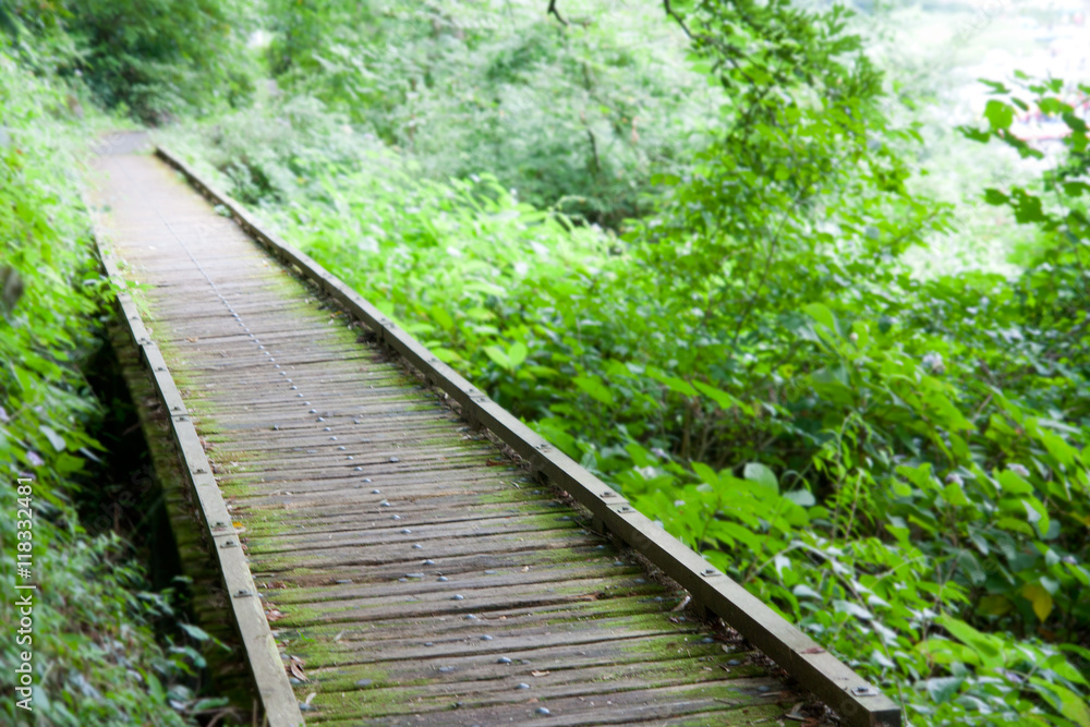 There was a road of rotten wood and advance in the forest