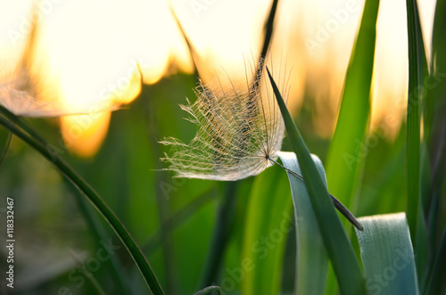 Lonely achene dandelion on background of sunset. Gone with the Wind dandelion seeds on the grass.