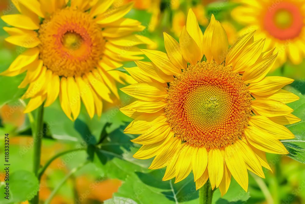 ヒマワリの花 ヒマワリの花