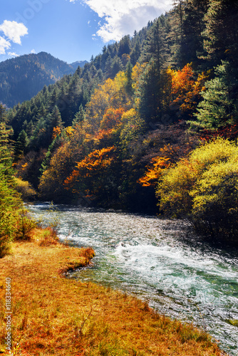 Fototapeta Naklejka Na Ścianę i Meble -  Amazing mountain river among fall woods. Autumn landscape