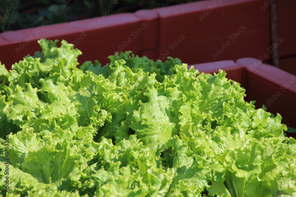 Crispy leaf lettuce on the vegetable patch in the summer garden Crispy leaf lettuce on the vegetable patch in the summer garden