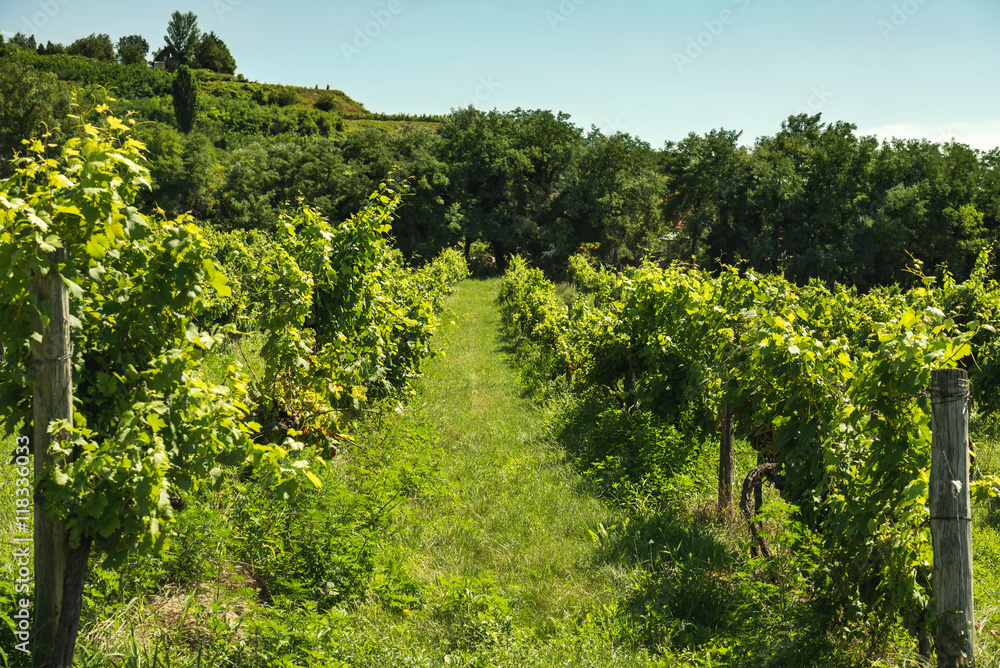 Alley of vineyards on sunny day, Badasconytomaj, Balaton lake, Hungary