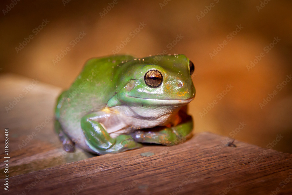 Obraz premium Green Tree Frog Queenland Australia