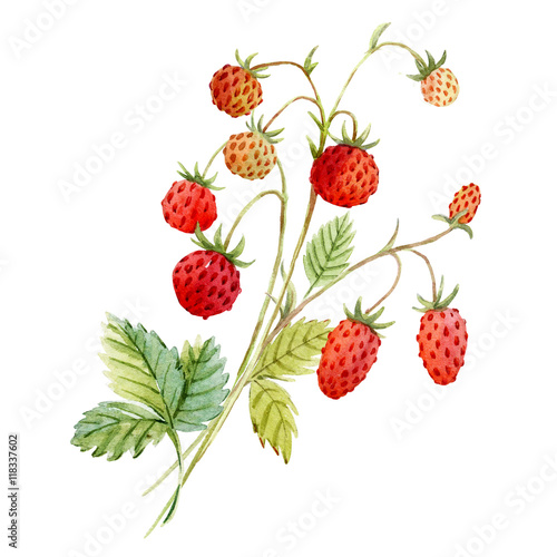 Watercolor red strawberry