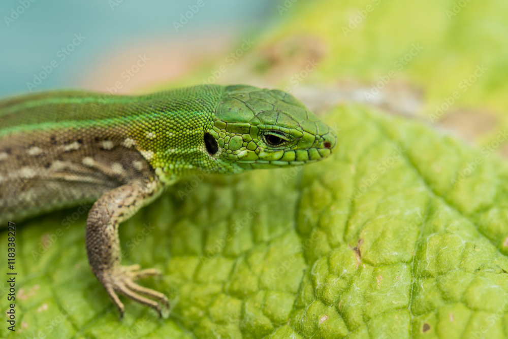 Close-up photo of lizard