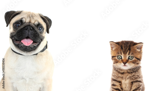 Cute dog and adorable kitten on white background. Space for text. © Africa Studio