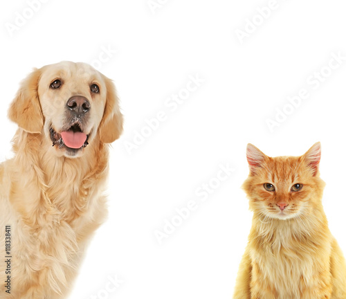 Cute dog and adorable cat on white background. Space for text.