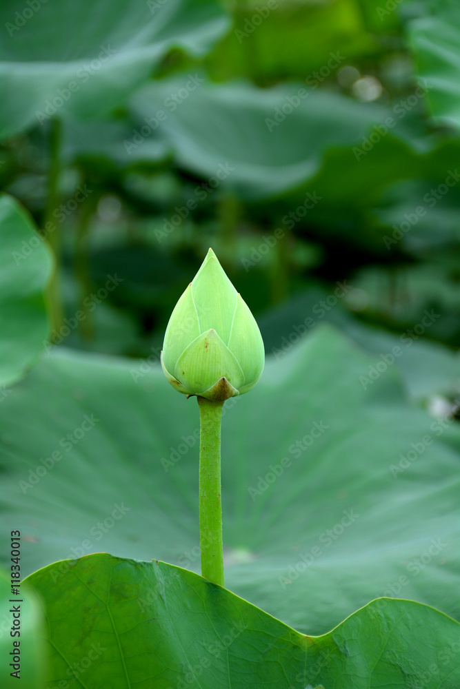 beautiful lotus closeup background beautiful lotus closeup background