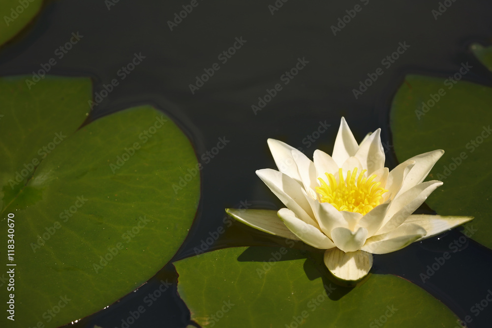 Beautiful waterlily on a pond