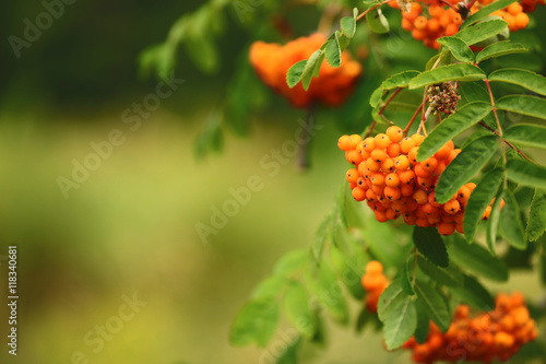 Branch with rowan berry clusters on blurred background