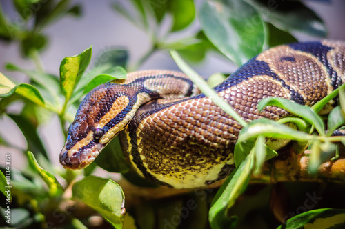 Python on a branch