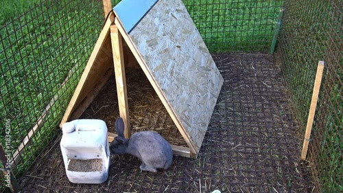 Two rabbits, red and gray, in the corral. UHD - 4K