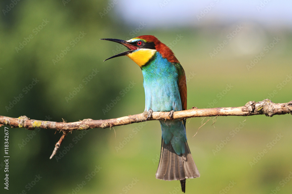 Obraz premium beautiful singing bird sitting on a branch
