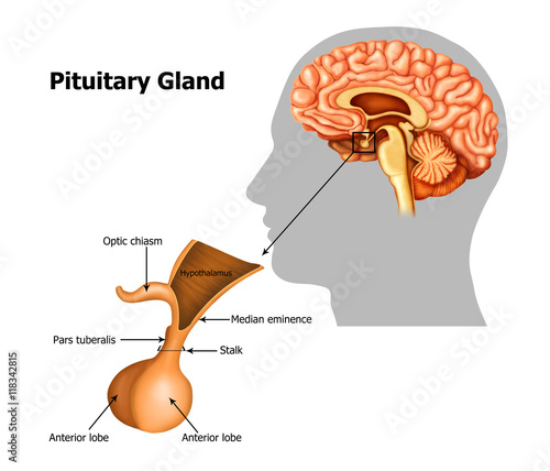 Illustration of pituitary-gland
