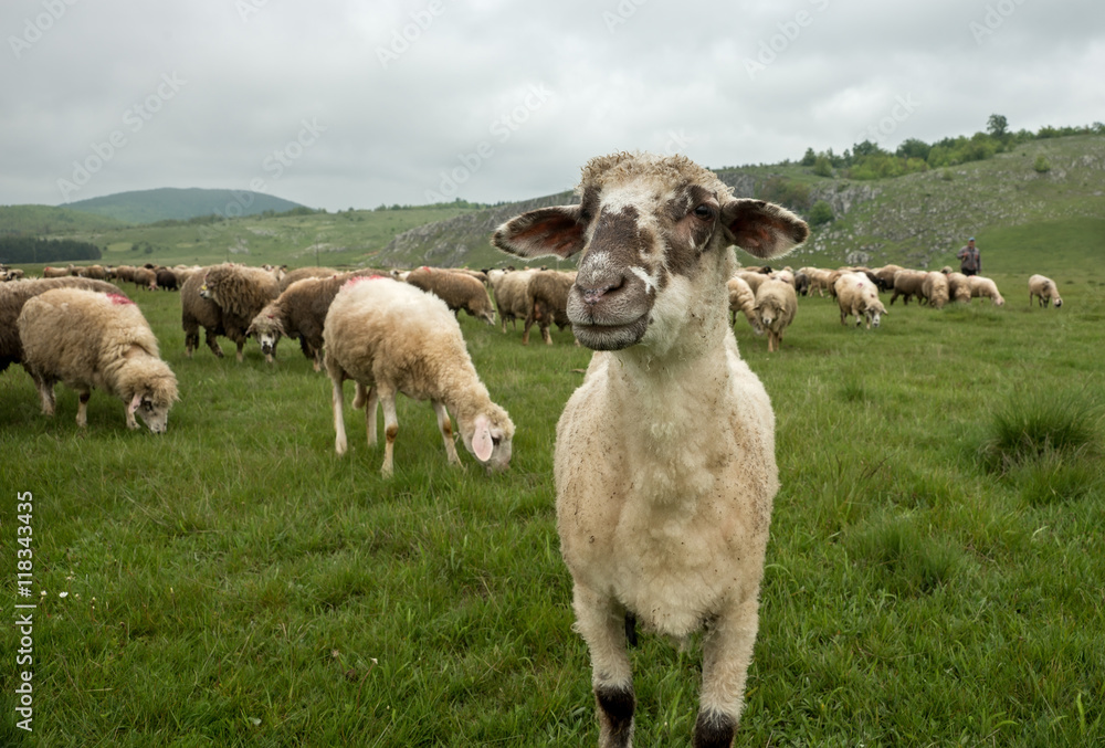 Hairy sheep on a green meadow