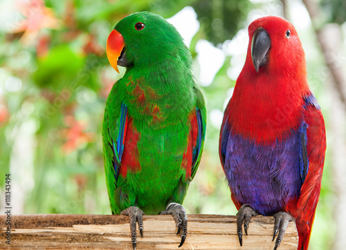 pair of Solomon Island Eclectus Parrots