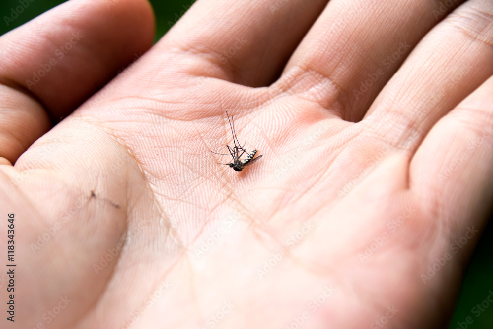 Obraz premium Close up common house mosquito dead in hand