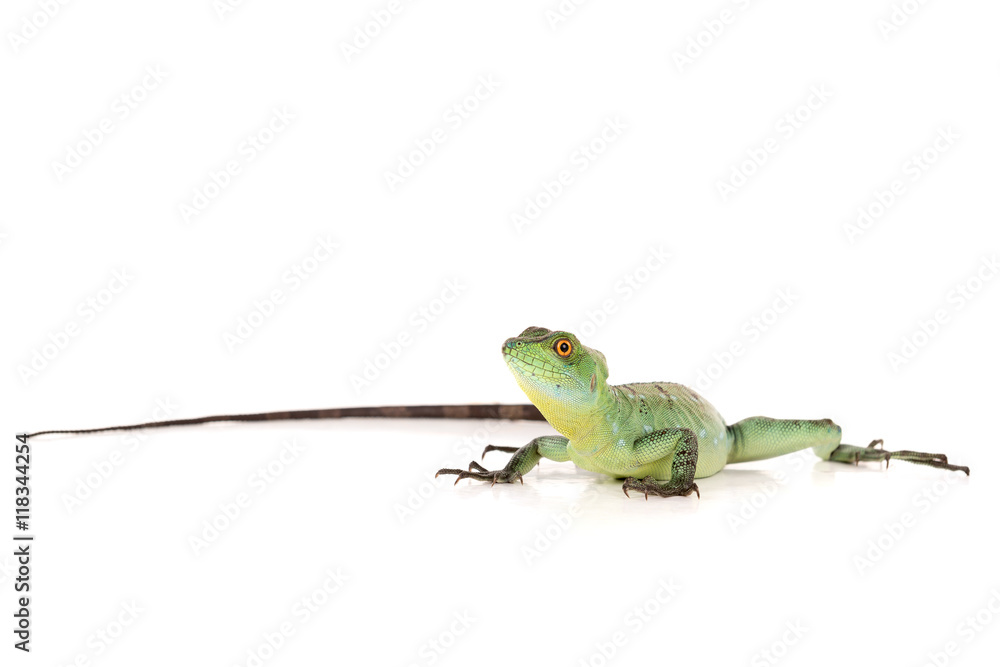 Obraz premium Green basilisk